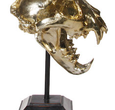 Dinosaur skull gold on stand 21cm